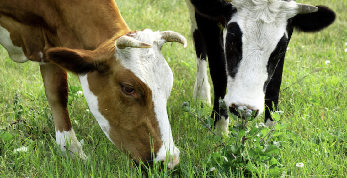 Coles’ purchase of Saputo milk plants raises competition concerns